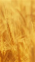 Wheat-field Wallpapers for Galaxy S5